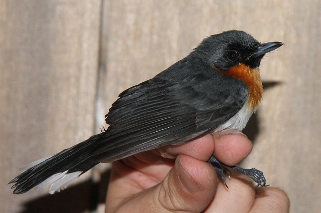 Moluccan Spectacled Monarch (Seram) - ML379297001