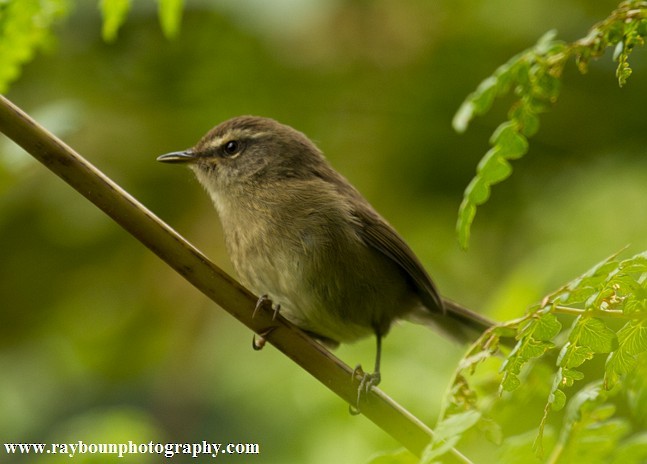 Aberrant Bush Warbler (Sunda) - ML379297051