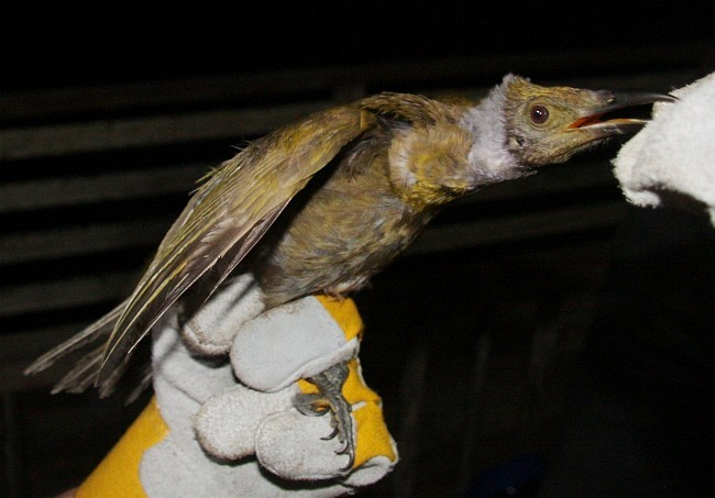 Seram Friarbird - Michael Køie Poulsen