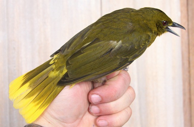 Seram Golden-Bulbul - Michael Køie Poulsen