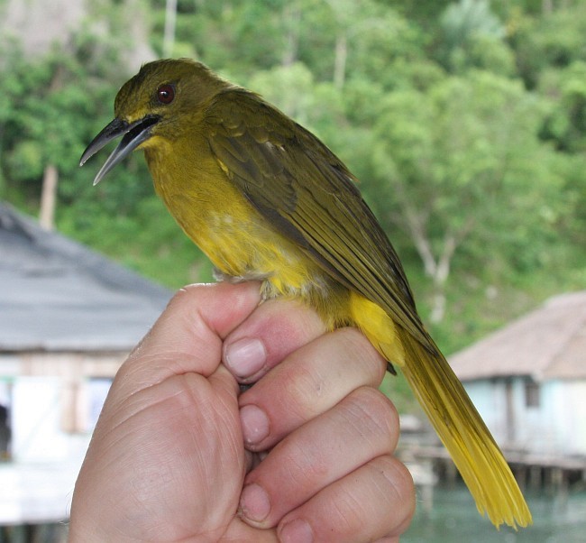 Seram Altınbülbülü - ML379297111