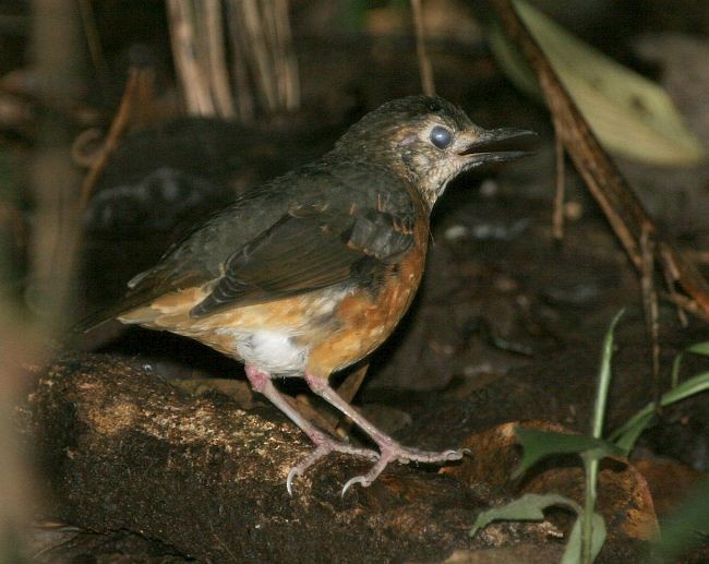 Everett's Thrush - ML379297161