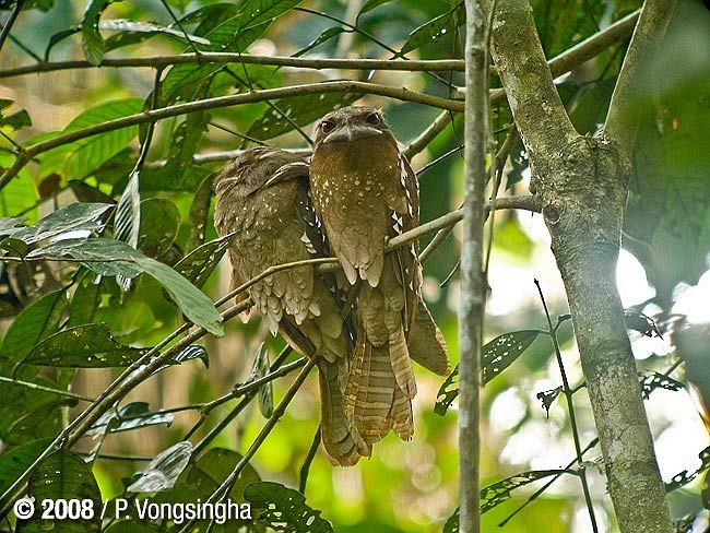 Large Frogmouth - ML379297241