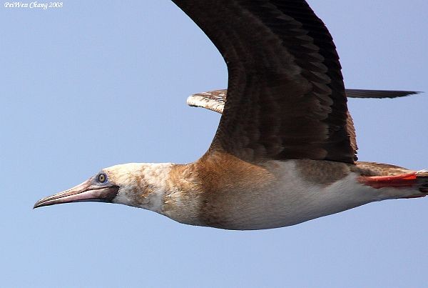 Red-footed Booby (Indopacific) - ML379297271