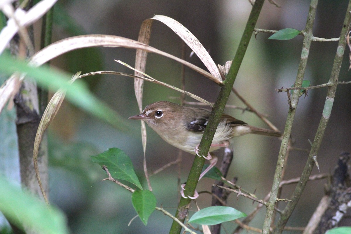 Tropical Scrubwren - ML37929731