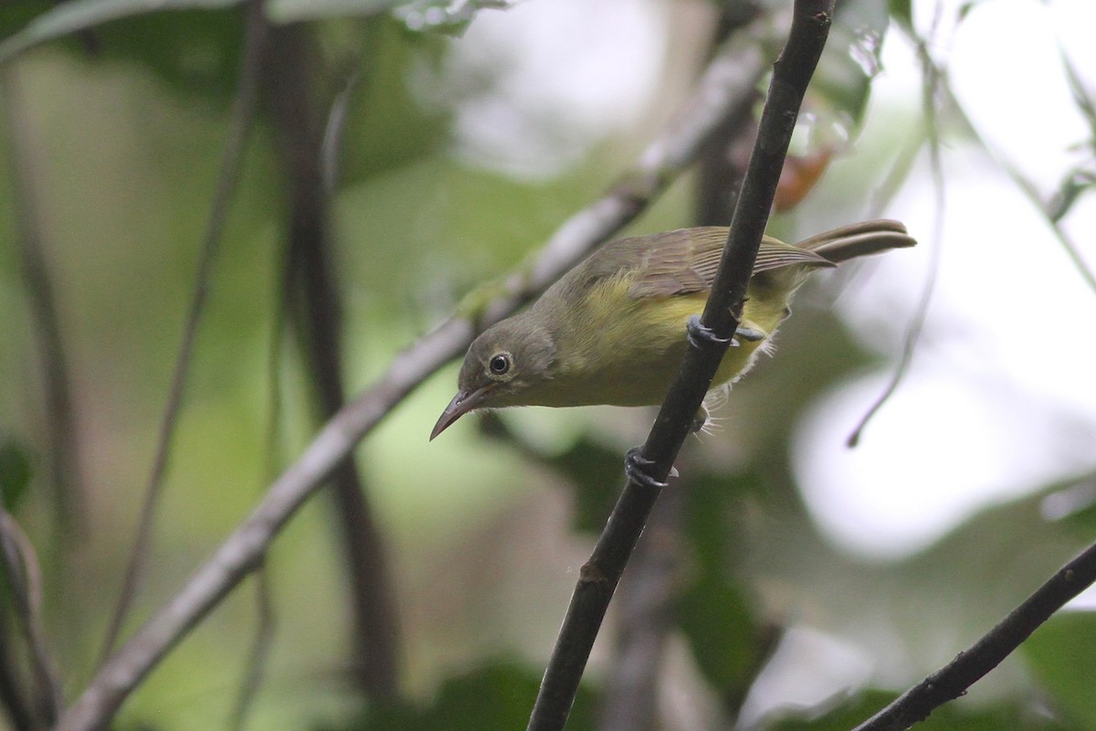Green-backed Honeyeater - Chris Wiley