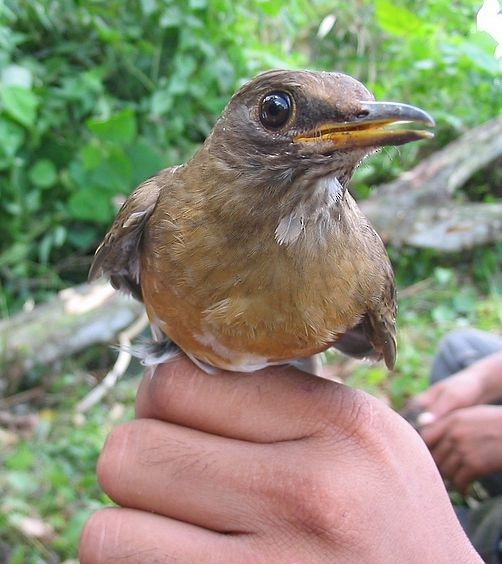 Brown-headed Thrush - ML379298361