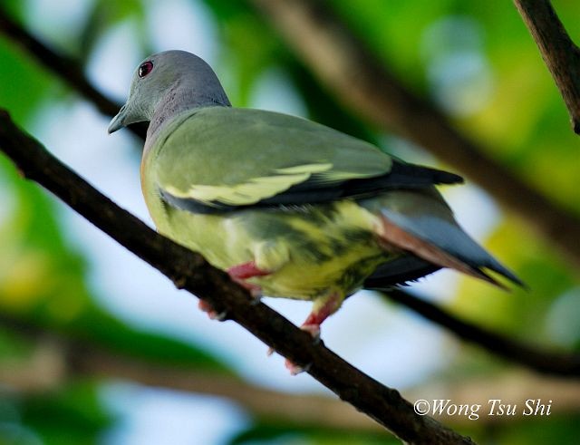 Pink-necked Green-Pigeon - Tsu Shi Wong