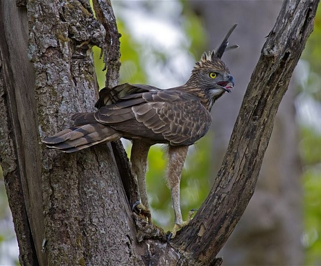 Changeable Hawk-Eagle (Crested) - Sarita Subramaniam