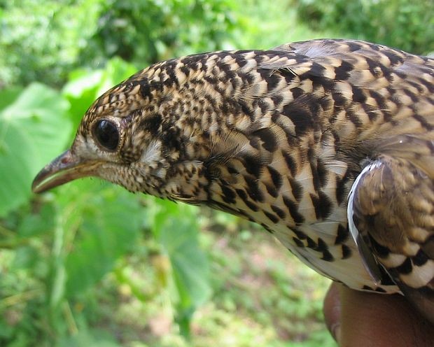 White's Thrush - ML379298761