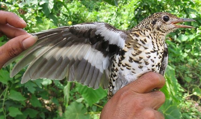 White's Thrush - ML379299011