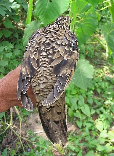 White's Thrush - ML379299101
