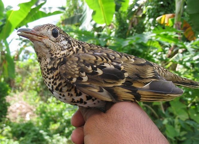 White's Thrush - ML379299301