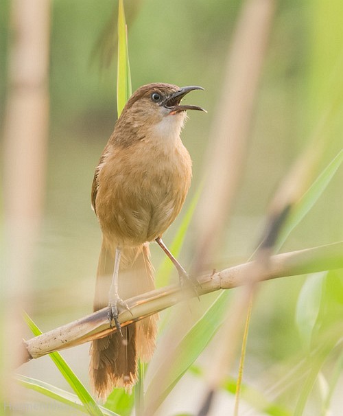 Slender-billed Babbler - ML379299771