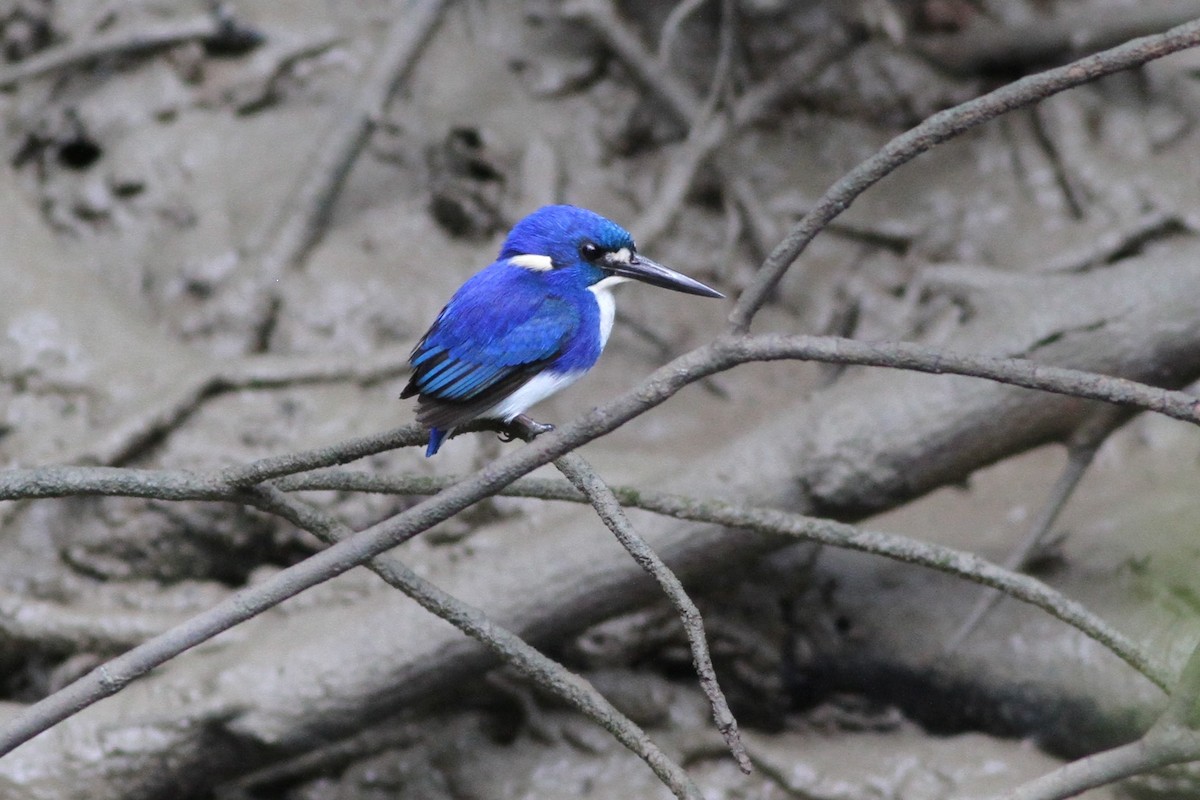 Little Kingfisher - Chris Wiley