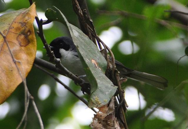 Flores Monarch - ML379300221