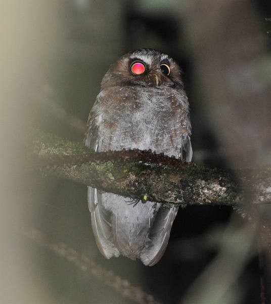 Flores Scops-Owl - ML379300521