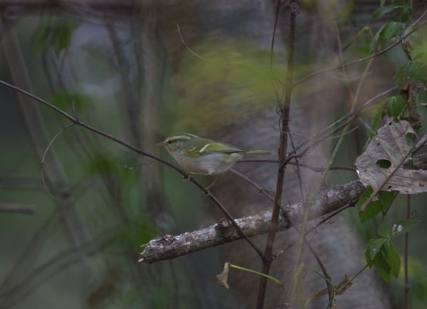 Blyth's Leaf Warbler - Adam Wilson