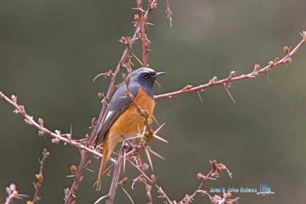 Hodgson's Redstart - John and Jemi Holmes