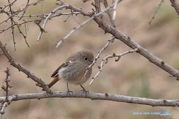 Ala Shan Redstart - John and Jemi Holmes