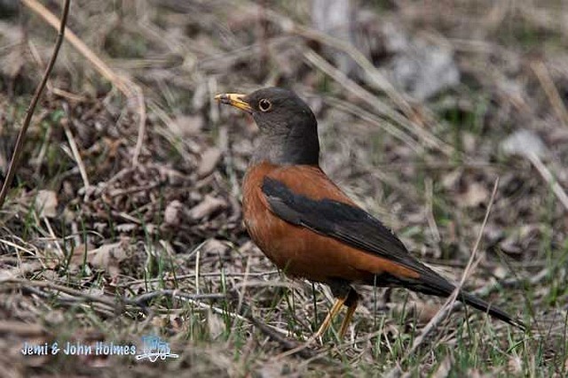 Chestnut Thrush - ML379300691