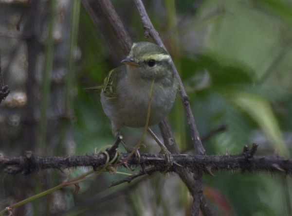 Blyth's Leaf Warbler - ML379300961