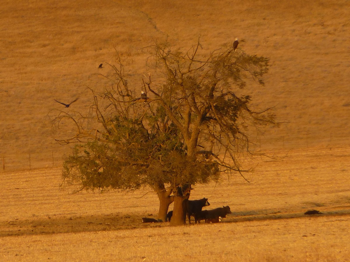 Bald Eagle - ML37930271