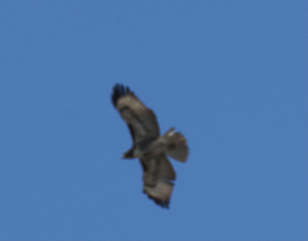 Red-tailed Hawk - Anita Howard