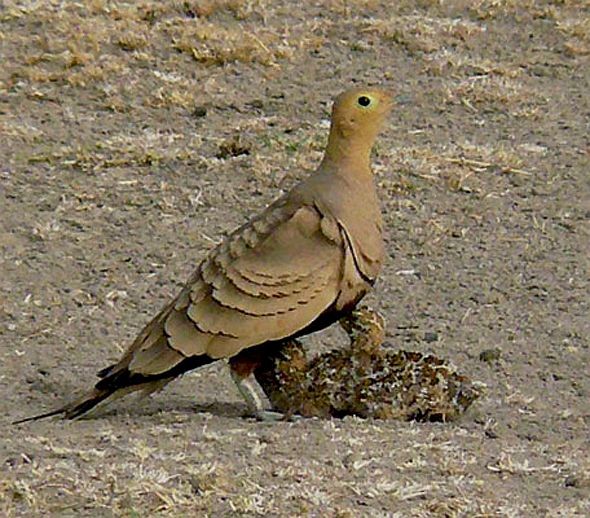 Chestnut-bellied Sandgrouse (Asian) - ML379303311