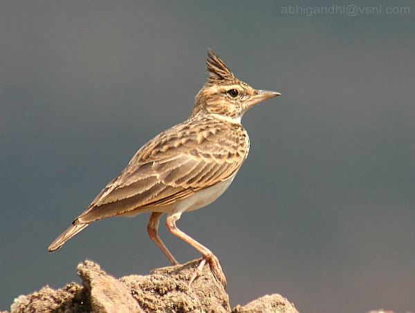 Malabar Lark - ML379303341