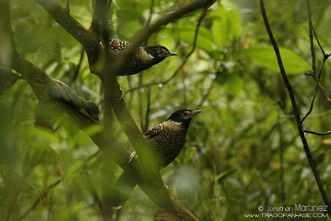 Spotted Laughingthrush - ML379303611