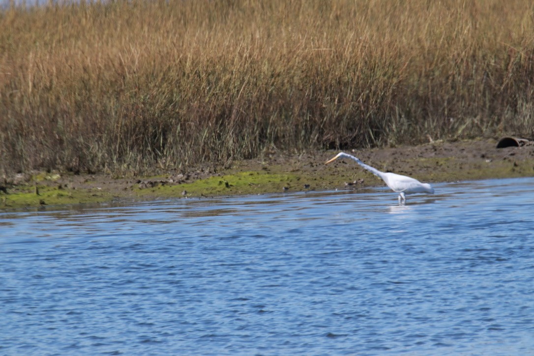 Great Egret - ML379303881