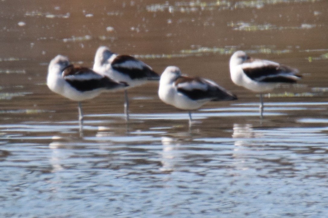 Avoceta Americana - ML379303971