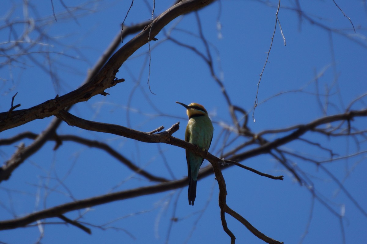 Abejaruco Australiano - ML37930401