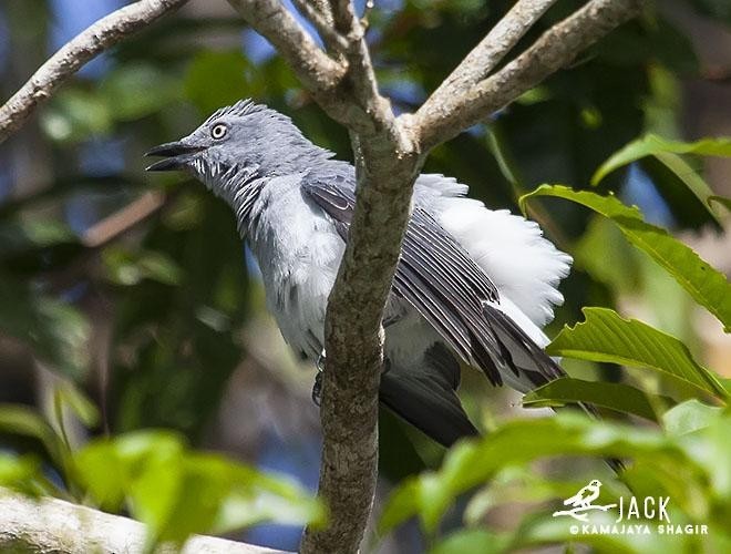 White-rumped Cuckooshrike - ML379304111