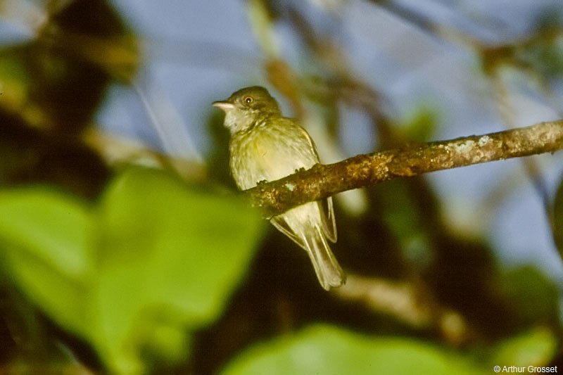 Saffron-crested Tyrant-Manakin - Arthur Grosset