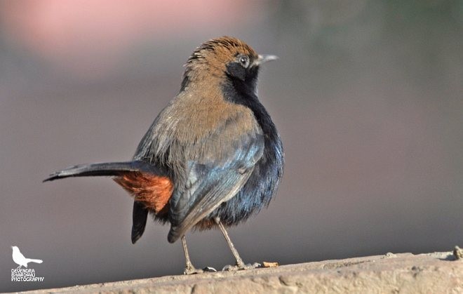 Indian Robin - ML379304431