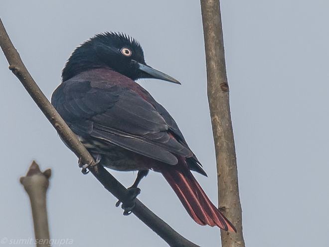 Maroon Oriole - ML379304491