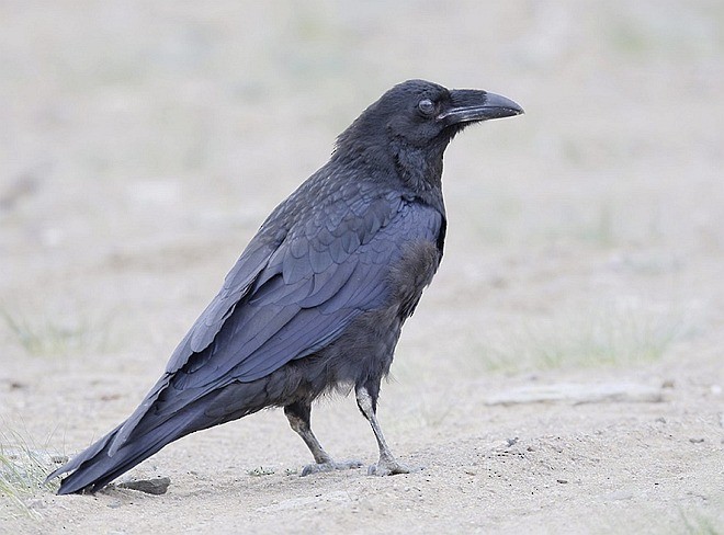 Common Raven - ML379304811