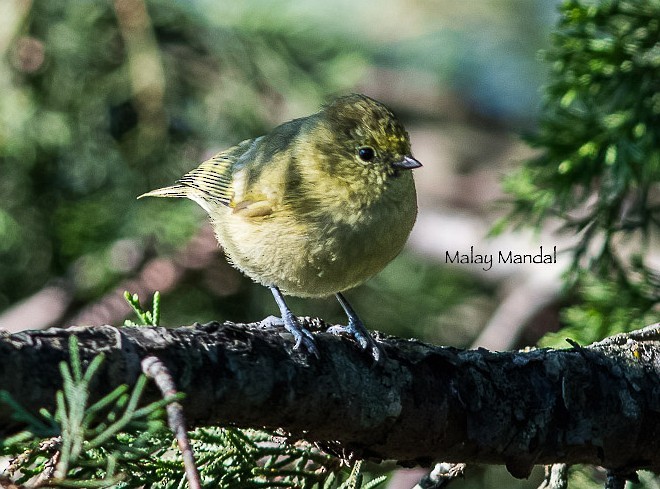 Yellow-browed Tit - ML379305291