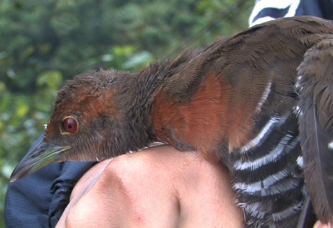 Slaty-legged Crake - ML379305341