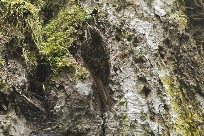 Sichuan Treecreeper - ML379305511