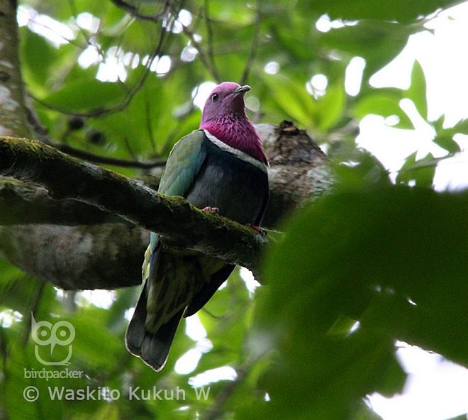 holub vínokrký - ML379305531