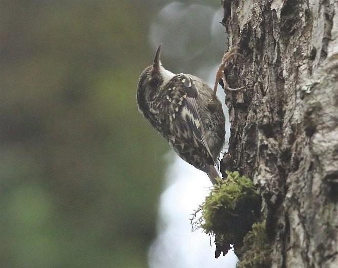 Sichuan Treecreeper - ML379305561