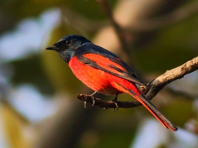 Minivet rouge - ML379305841