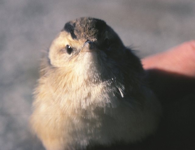 雙眉葦鶯 - ML379306351