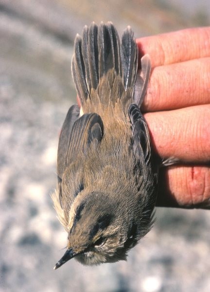 雙眉葦鶯 - ML379306361