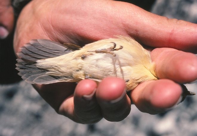 雙眉葦鶯 - ML379306371