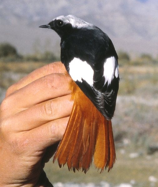 White-winged Redstart - ML379306401