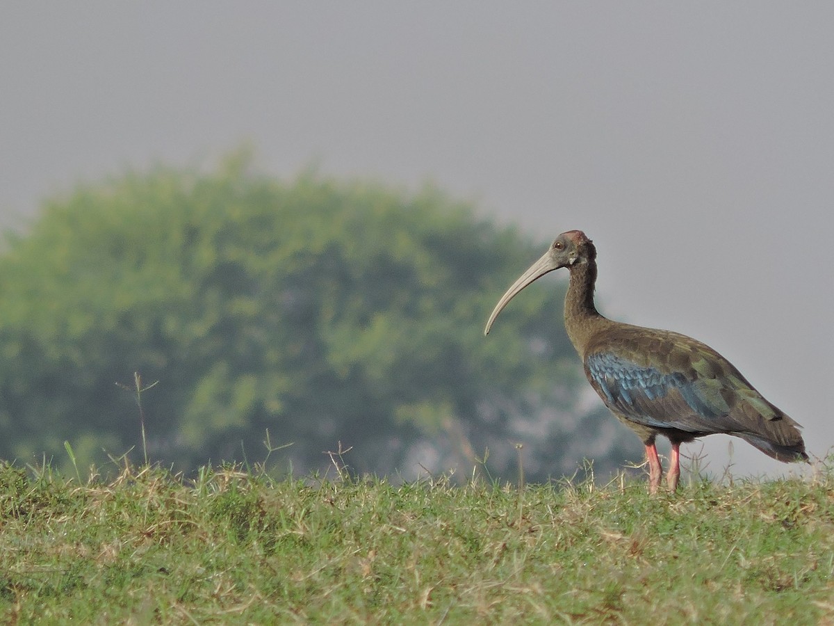 Red-naped Ibis - ML37930651